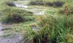 Farmers in TNs Madurai seek compensation for paddy crop destroyed in rain