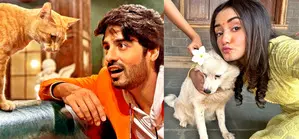 Kumkum Bhagya’ actors Abrar Qazi, Rachi Sharma find it therapeutic to spend time with strays