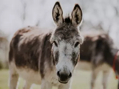 Pakistans Economic Survey reveals major increase in donkey population