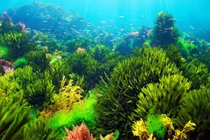 Scientists find common ocean algae to help cool Earth’s climate