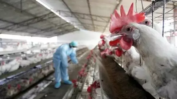 WHO Confirms Second Human Case of H9N2 Bird Flu in India After 5 Years