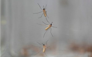 West Nile fever death toll reaches 15 in Israel