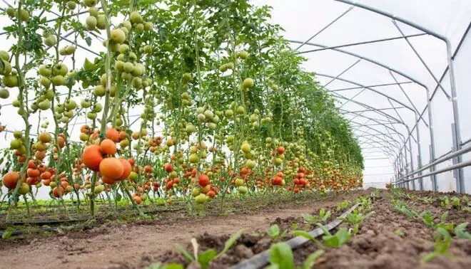 Punjab Sees Significant Growth in Horticulture Under CM Manns Leadership