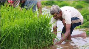 Over 7 mn hectares of Kharif crops sown in Gujarat due to timely rain: Agriculture Minister