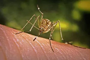 Assam sees surge in Japanese Encephalitis cases