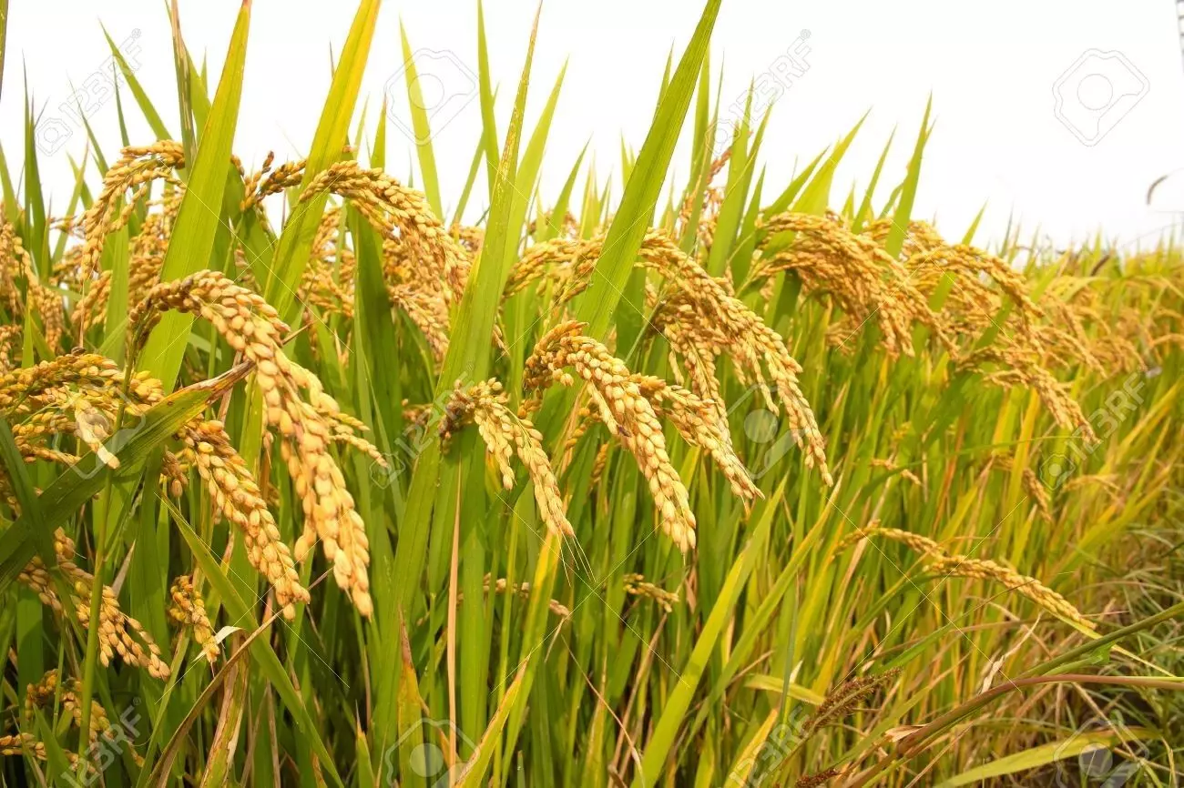 Punjab Sees 44% Surge in Direct Seeding of Rice Adoption