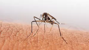 Laos to improve dengue case management