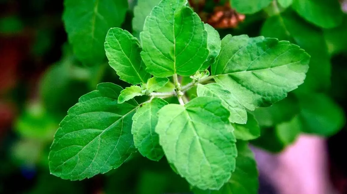 Tulsi: A Sacred Herb with Unmatched Health Benefits