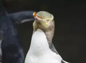 Yellow-eyed penguin wins New Zealands Bird of the Year