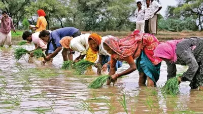 India sees healthy 8 pc increase in overall rainfall, positive for  inflation outlook