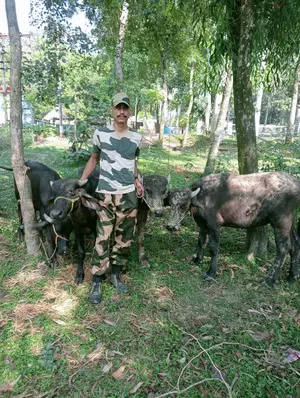 BSF arrests two Bangladeshi smugglers in Bengal, recovers six heads of cattle