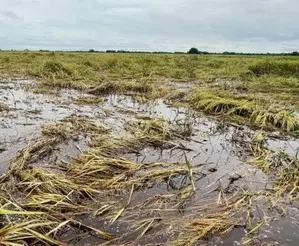 Myanmars agriculture dept urges cash crop planting in flood-damaged fields