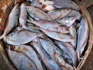 Bangladesh reverses export ban on Hilsa fish to India ahead of Durga Puja