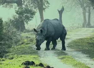 Rhino poaching dropped by 86 per cent in Assam due to double engine govt: CM Sarma