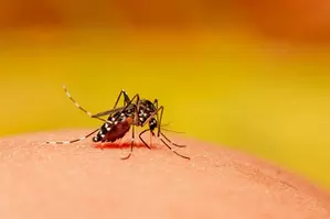 TN Health Dept on high alert as dengue cases on the rise