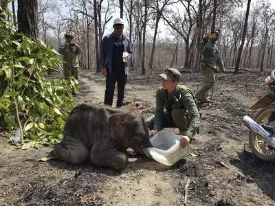 Rare Asian elephant found dead in bomb crater in Cambodia