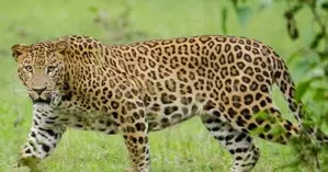 TN forest department intensifies search for killer leopard