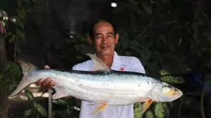 Rare fish rediscovered in Cambodia after disappearance for nearly two decades