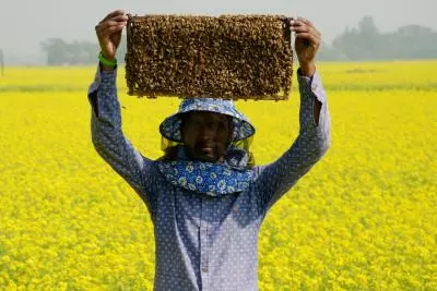 Afghanistan produces 2,200 tonnes of honey annually