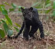 Trap cameras in Darjeeling to track movement of melanistic leopards