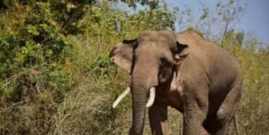 Assam: Minor boy trampled to death by wild elephant