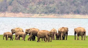 MP: Four wild elephants die, five other critical; probe underway