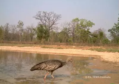 First camera trap study detects 108 wildlife, endangered species in Cambodia