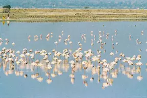 Bird conservation in Sambhar Lake must be safeguarded, says Rajasthan official