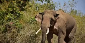 Standing Kodo crop destroyed after death of 10 elephants at MPs Bandhavgarh reserve