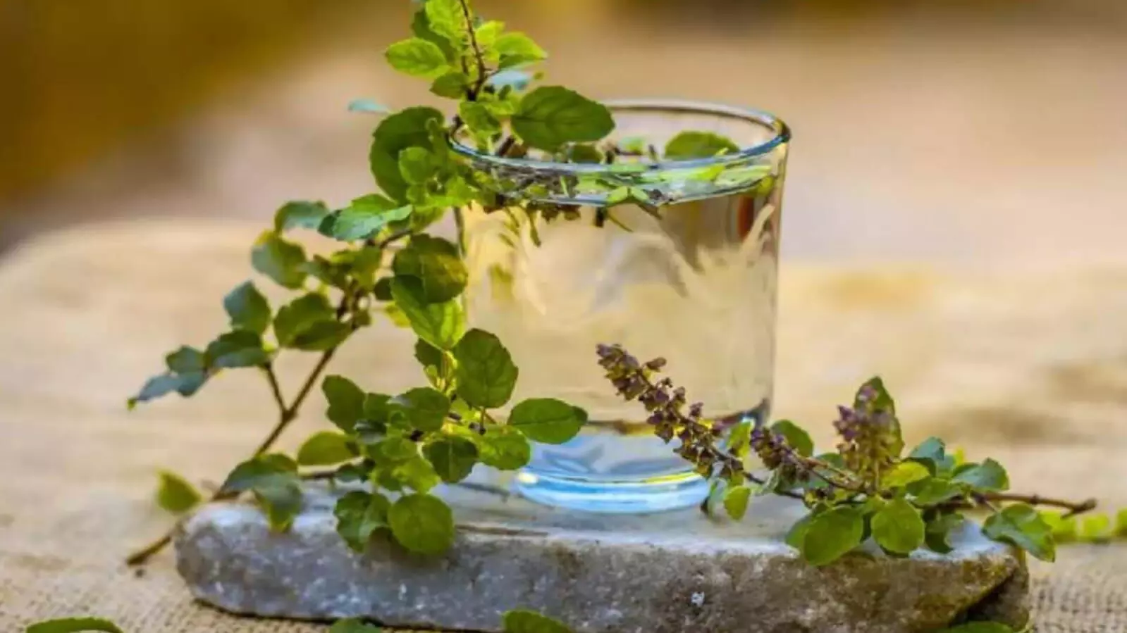 The Incredible Health Benefits of Tulsi Water: A Natural Morning Ritual