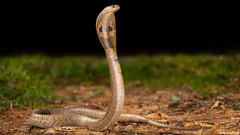 Tamil Nadu Declares Snakebite a Notified Disease to Improve Treatment and Data Collection