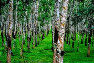 Malaysias natural rubber production up 36.4 per cent in Q3