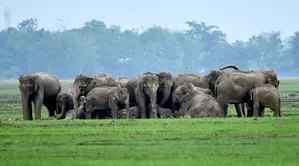 Africas elephant population declines by 70 per cent over past 50 years: study