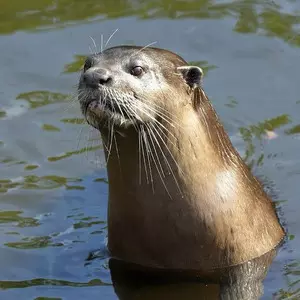 Rare species of smooth-coated otter identified at Vaigai river’s origin in TN