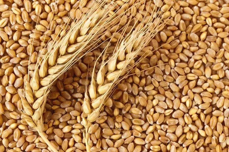 Wheat Prices in India Soar to Record Highs, Adding to Inflation Woes