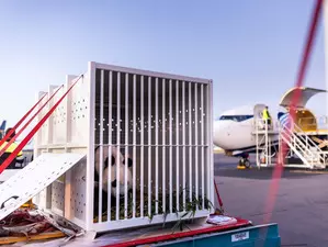 Giant pandas leave South Australia for home