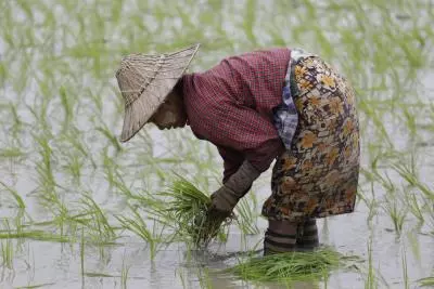 South Koreas rice output keeps falling in 2024