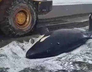 Beached killer whale rescued in Russias Far East