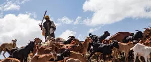 Researchers launch digital tool for advancing livestock productivity in Africa