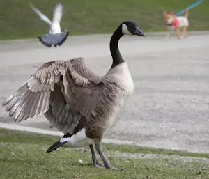 Goose dead of suspected bird flu in US Seattle zoo