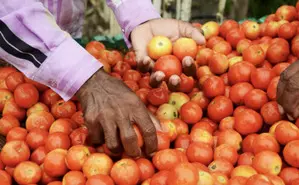 Tomato prices drop 22.5 pc as flow of fresh crop picks up pace