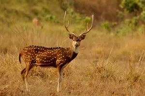 Bihar: Spotted deer dies due to heart attack in Banka district