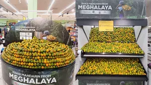 Meghalaya exports one MT Khasi Mandarin oranges to Dubai