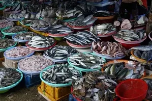 On World Fisheries Day, new schemes to be launched to push growth