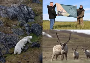 Rosneft Arctic research finds rare birds, takes count of polar bear, wild reindeer population