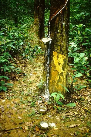 Cambodia earns $472 million from rubber latex exports in 10 months