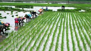 TN Delta farmers worried over fertiliser shortage