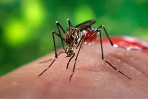 Dengue cases in Philippines up 81 percent so far this year