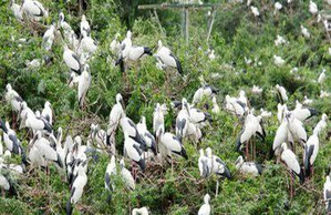 Multifold Increase in migratory bird population at TN bird sanctuary