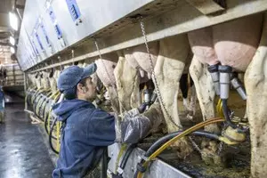 US: Bird flu virus detected in raw milk from dairy farm in California